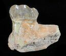 Hyracodon (Running Rhino) Tooth - South Dakota #60963-2